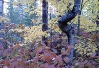 BWCA Trees