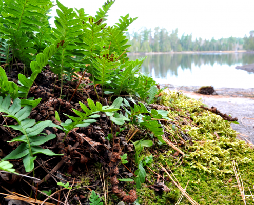 Ferns and lake view